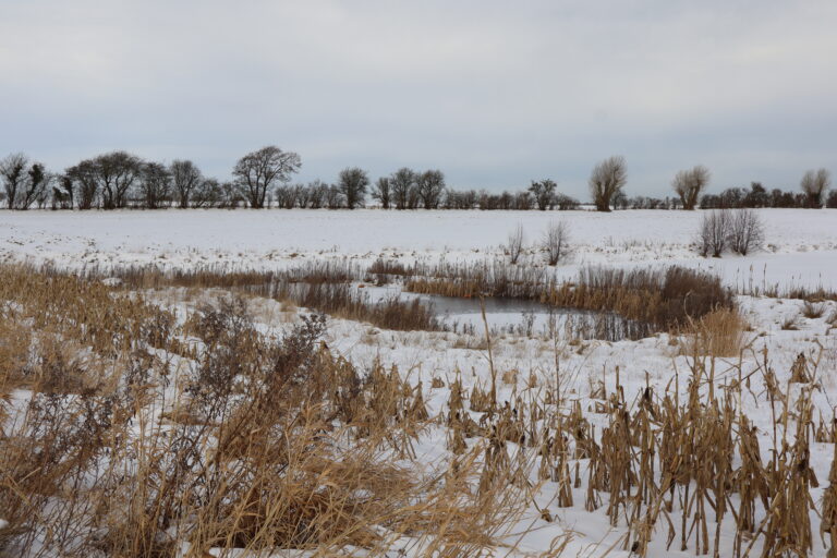 Billede: Minivådområdet på ejendommen Løkkegård, som Jakob Stentebjerg og Søren Bonde etablerede i 2020. Minivådområdet er på 0,71 ha og renser drænvand fra et opland på ca. 62 ha for fosfor og kvælstof.